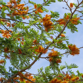 Grevillea robusta - Grévilléa - Chêne soyeux d'Australie - Arbres à fleurs