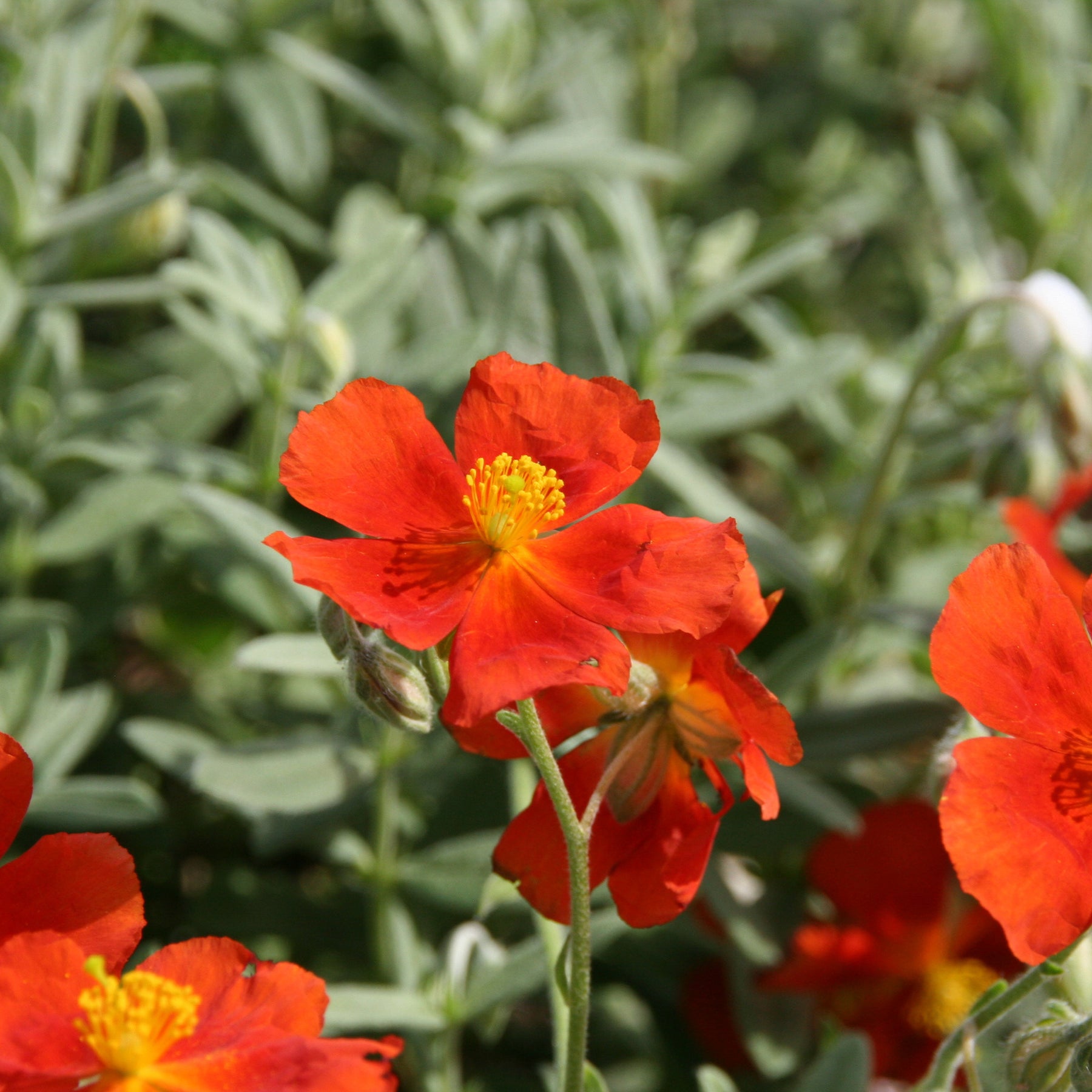 Hélianthème Tomato Red - Helianthemum Tomato Red - Willemse