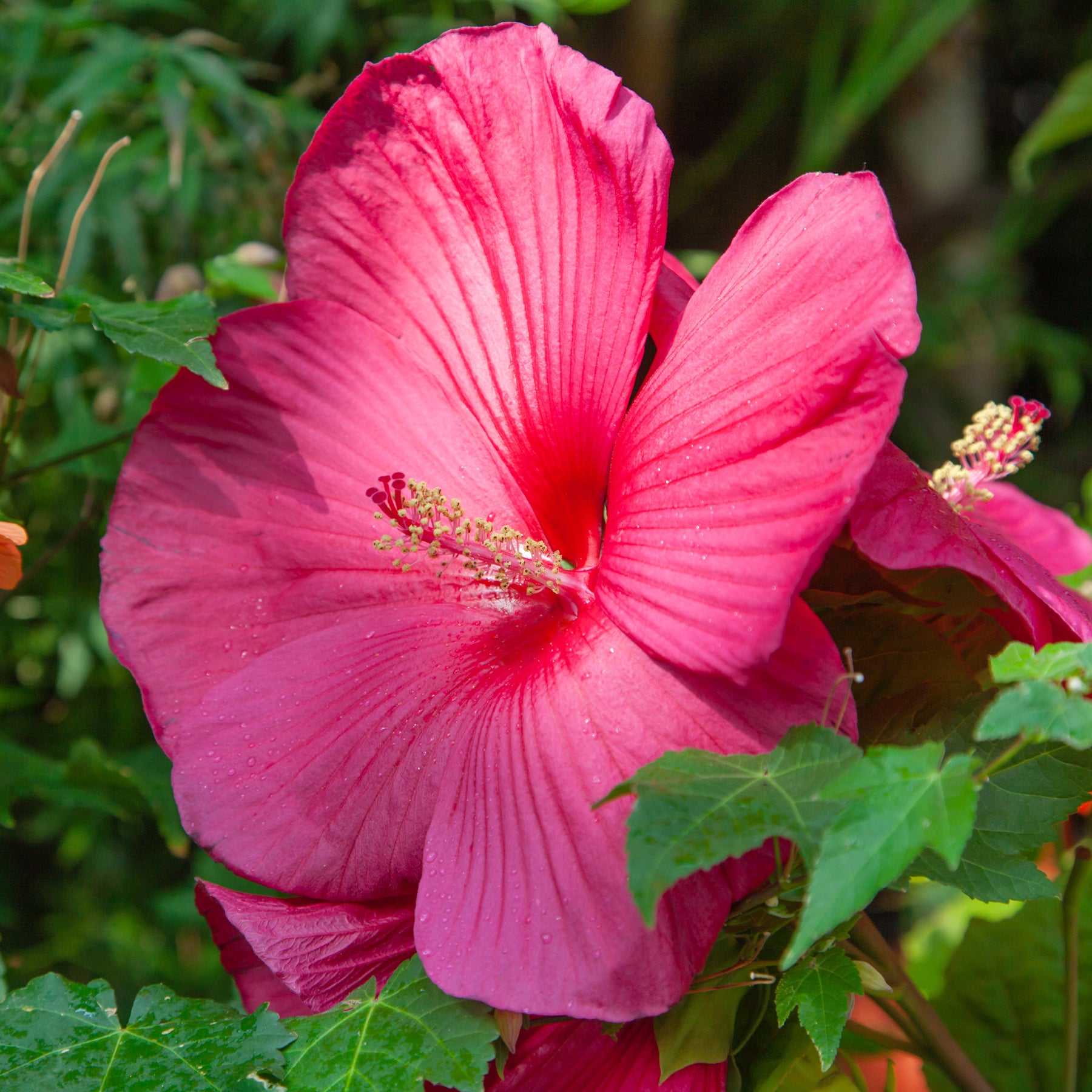 Hibiscus des marais - Willemse