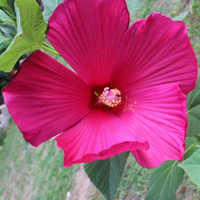 Hibiscus moscheutos - Hibiscus des marais - Hibiscus