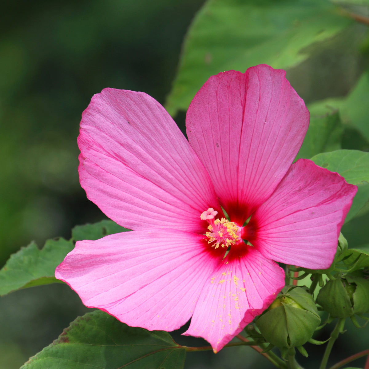 Hibiscus des marais - Hibiscus moscheutos - Willemse