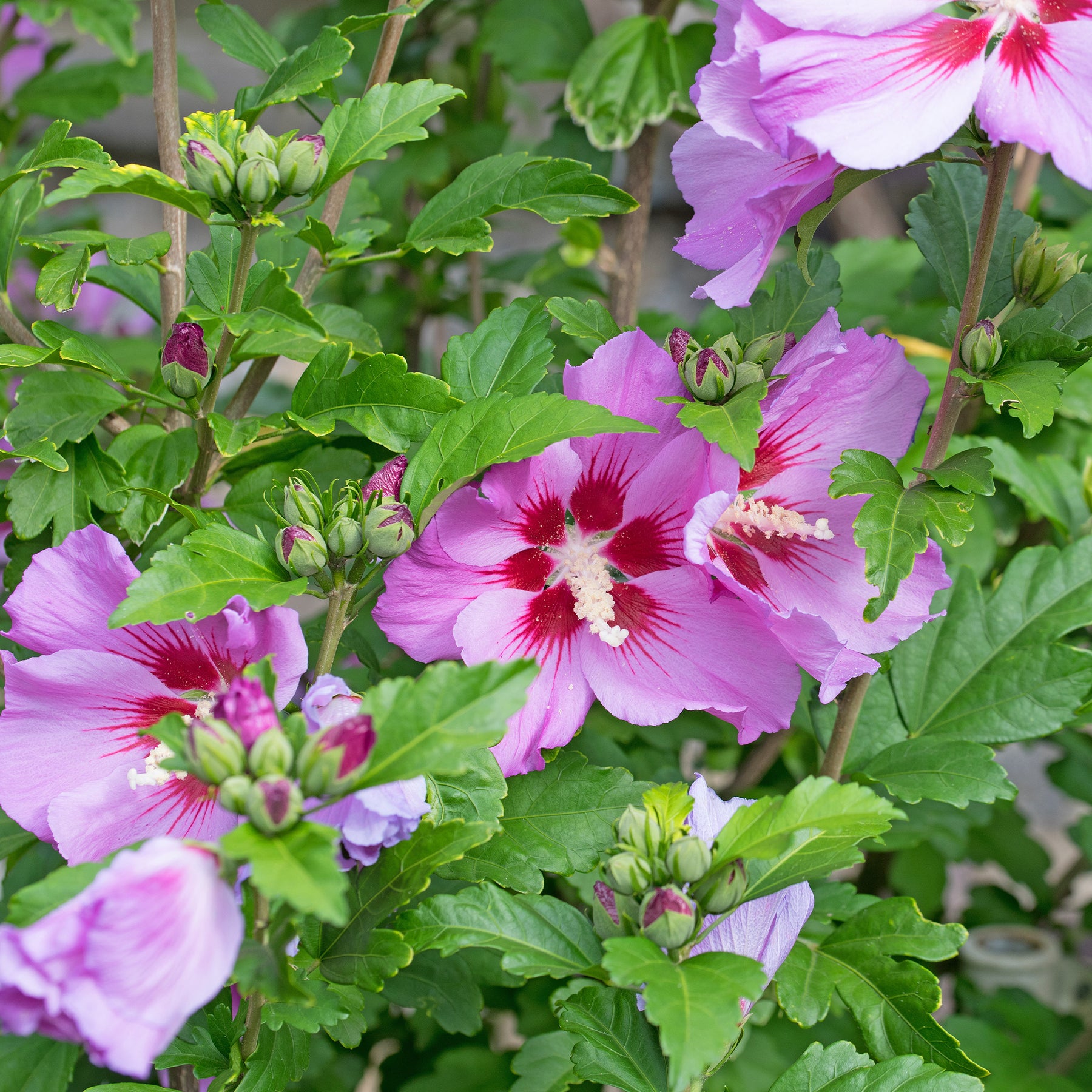 Hibiscus Flower Tower Purple ® - Willemse