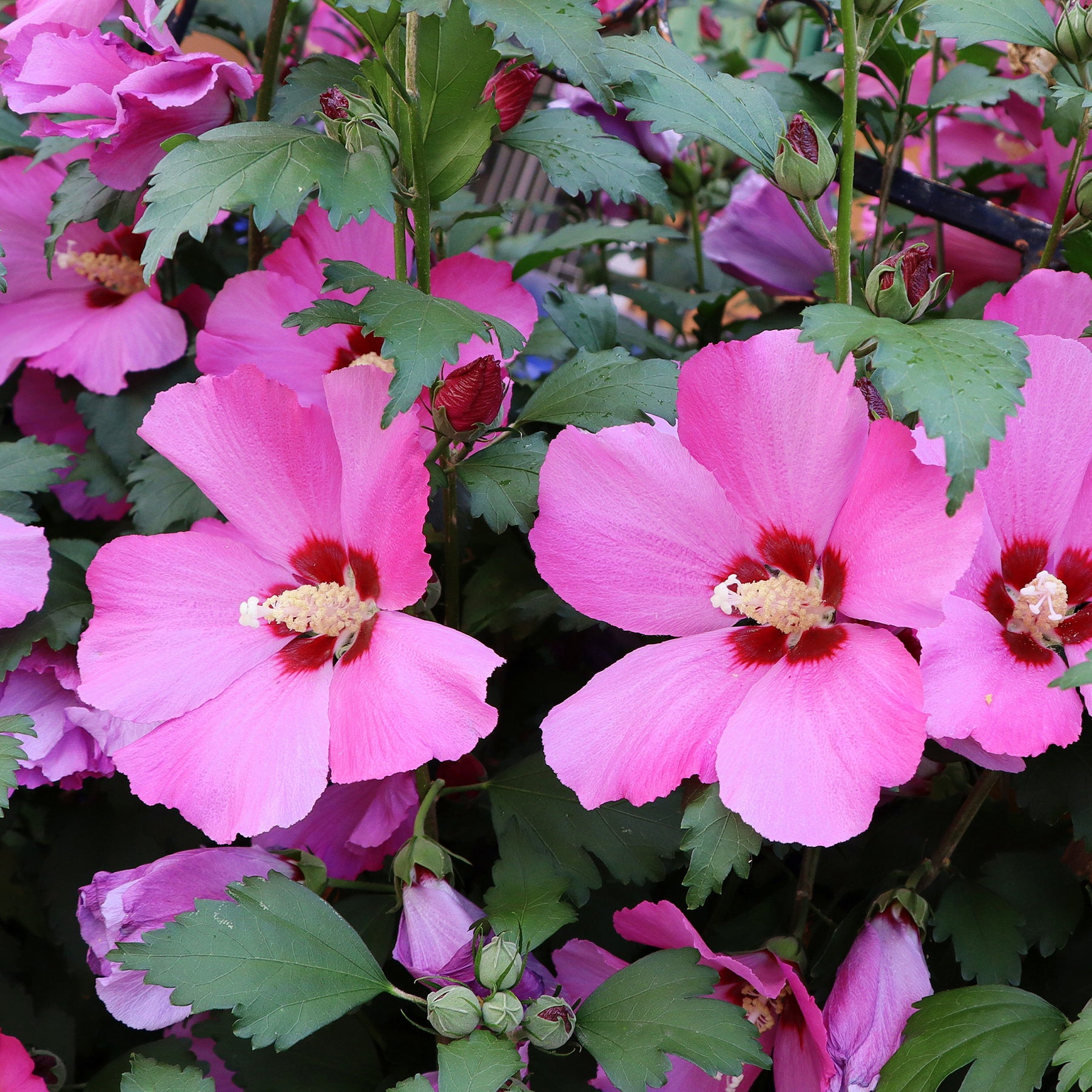 Hibiscus Flower Tower Ruby ® - Willemse