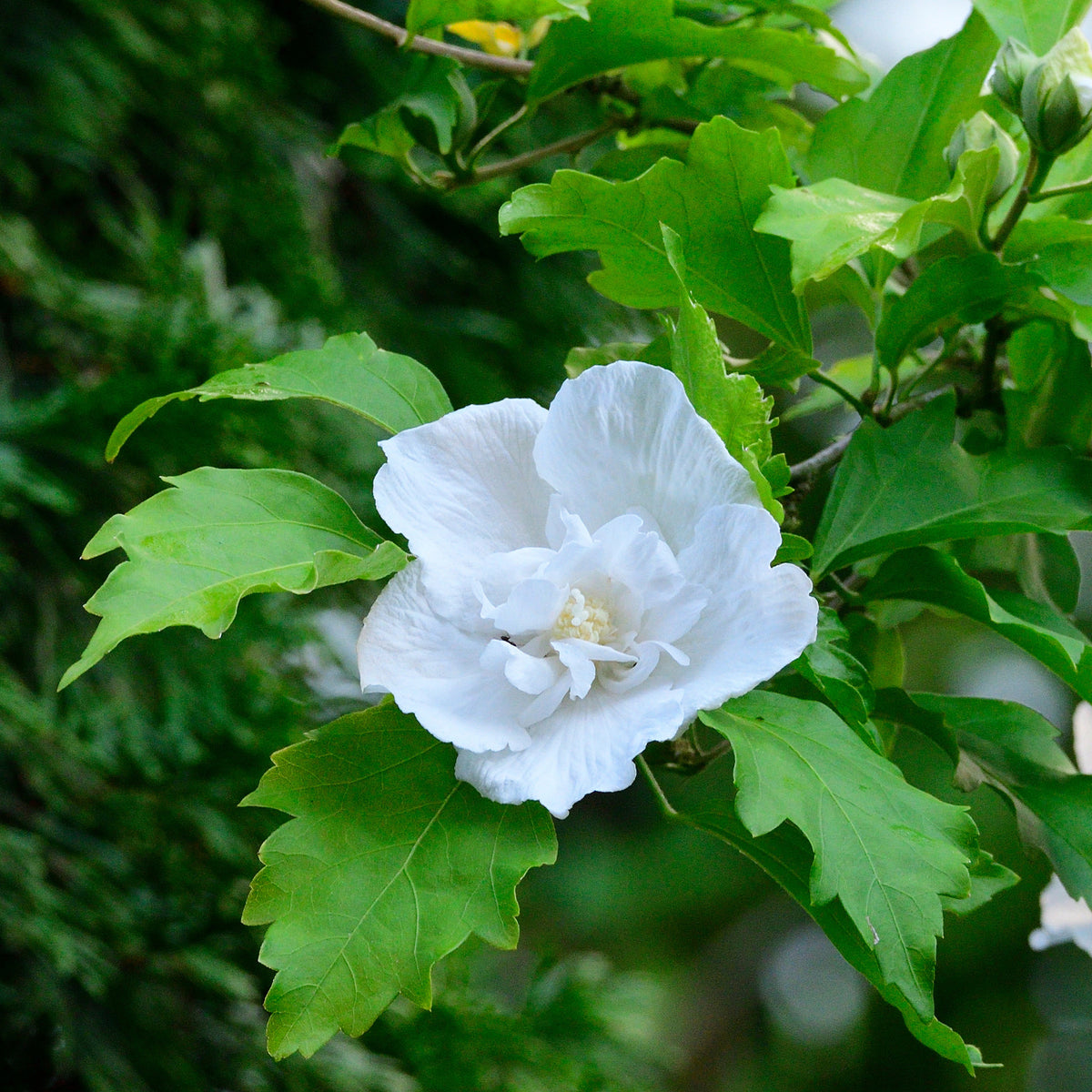 Hibiscus Flower Tower White ® - Hibiscus syriacus Flower Tower White ® - Willemse