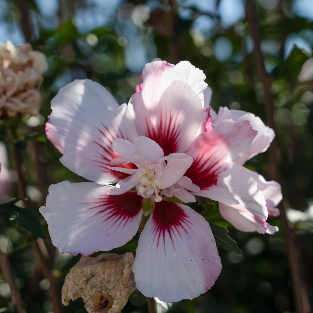 Hibiscus Starbust Chiffon® - Hibiscus syriacus Starburst Chiffon - Willemse