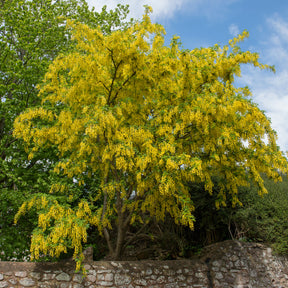 Laburnum anagyroides - Cytise faux ébénier - Cytise à grappes - Arbres à fleurs