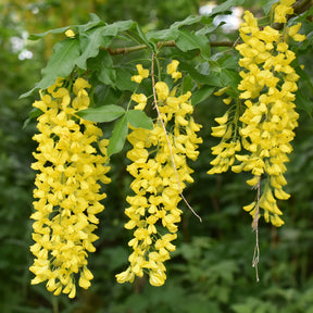 Cytise faux ébénier - Cytise à grappes - Laburnum anagyroides - Willemse