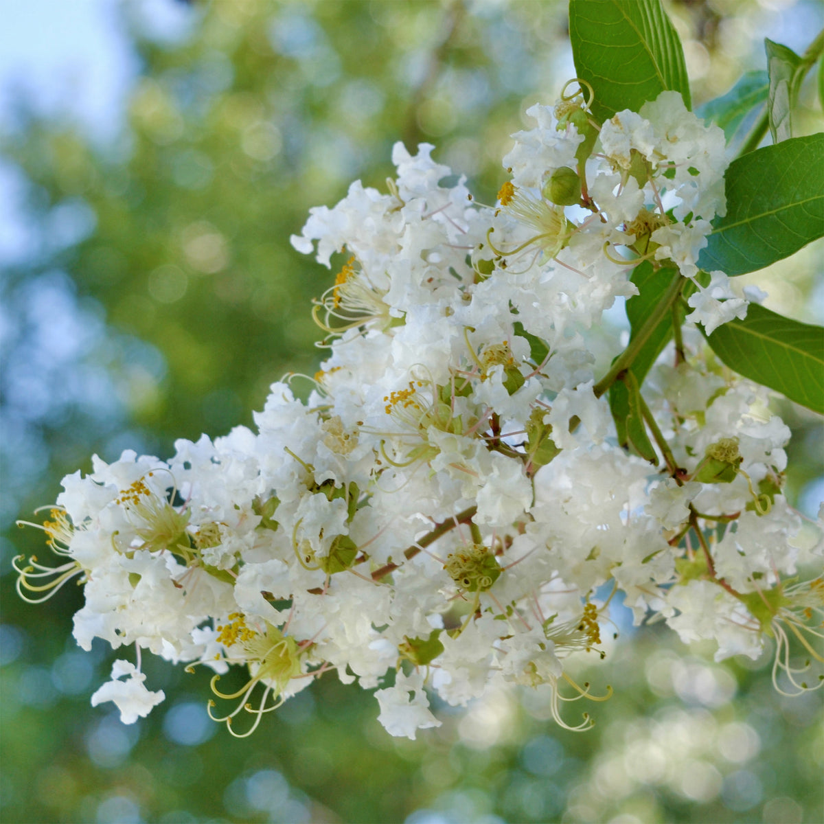 Lilas des indes Natchez - Willemse