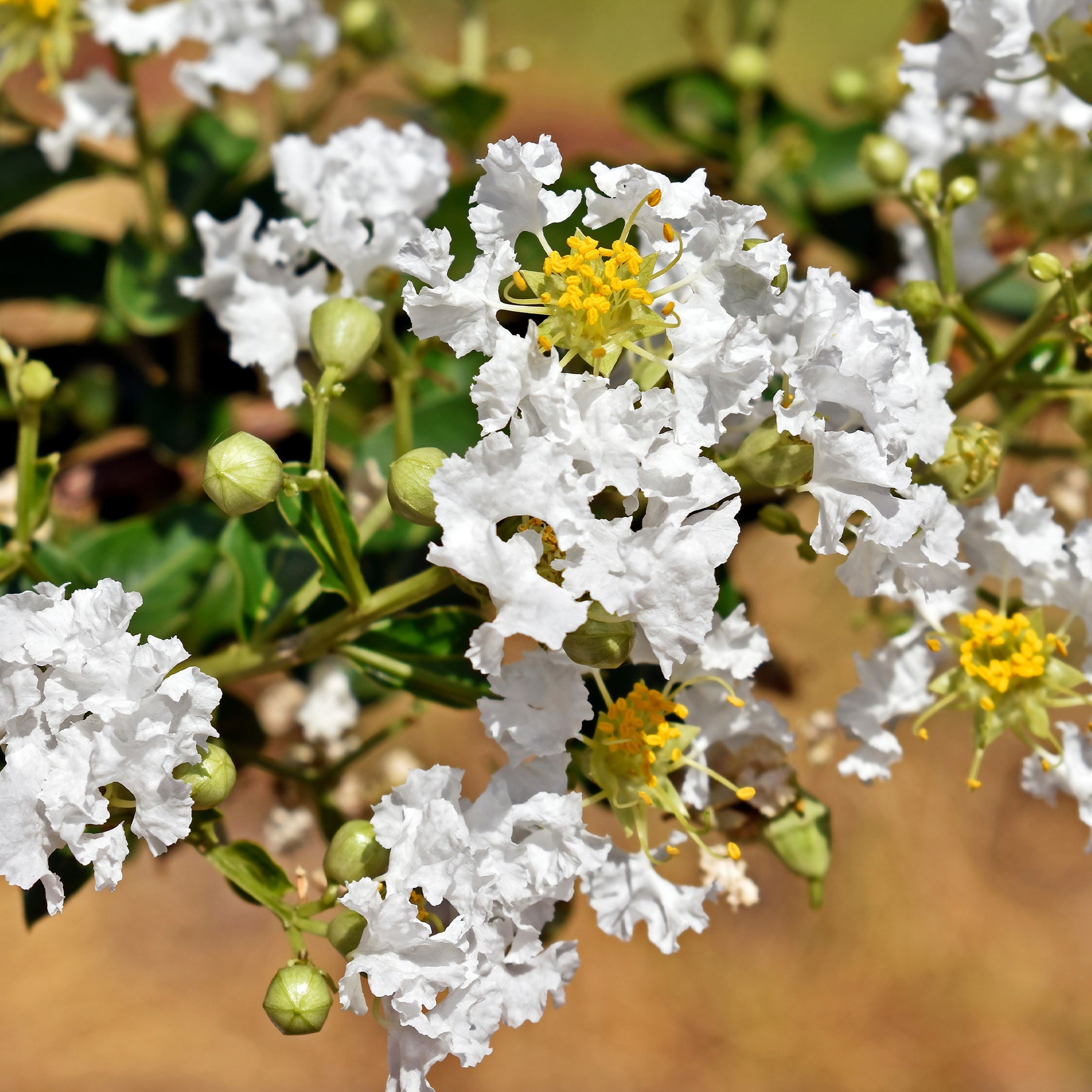 Lilas des Indes With Love® Virgin - Lagerstroemia indica With Love® Virgin - Willemse