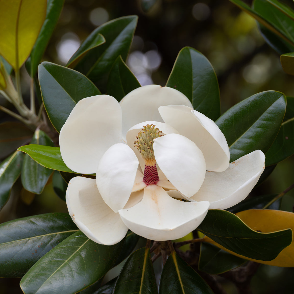 Magnolia grandiflora Alta - Magnolia grandiflora Alta - Willemse