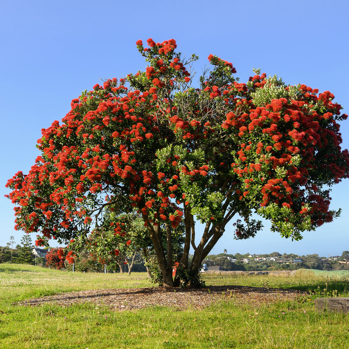 Pohutukawa - Metrosideros excelsa - Willemse