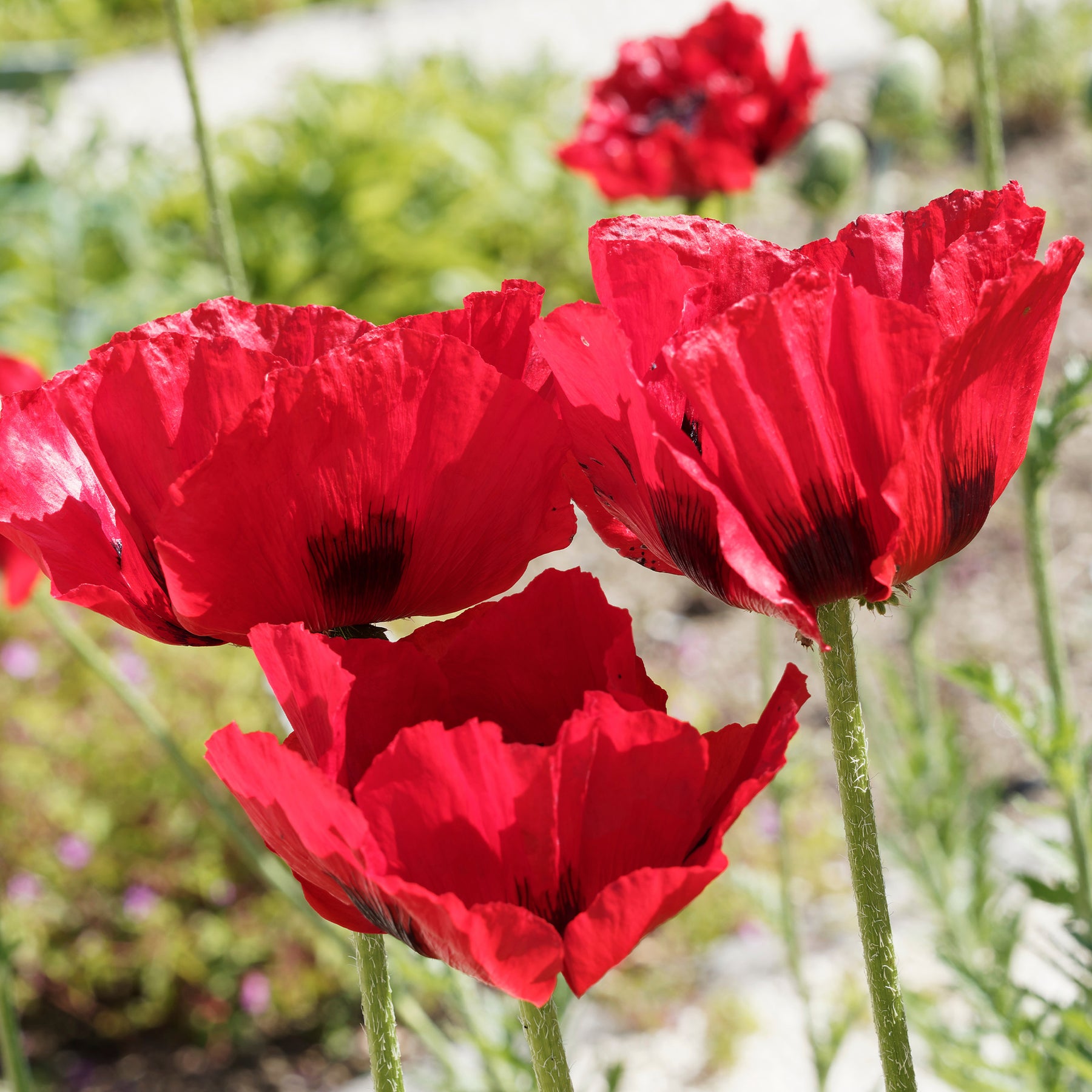 Pavot d'Orient Royal Chocolate Distinction - Papaver orientale Royal Chocolate Distinction - Willemse