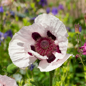 Papaver orientale Royal Wedding - Pavot d'Orient Royal Wedding - Coquelicot géant Pavot