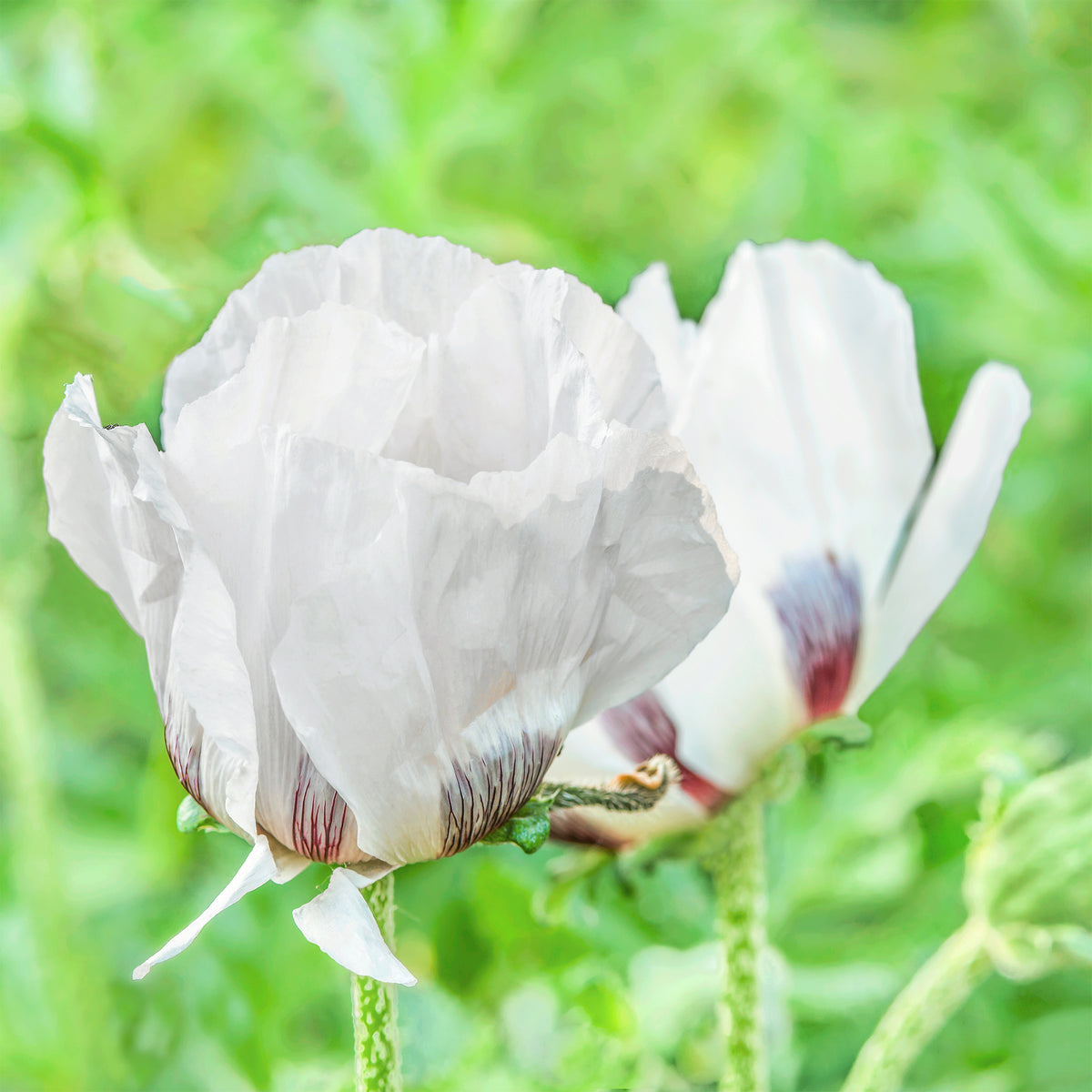 Pavot d'Orient Royal Wedding - Papaver orientale Royal Wedding - Willemse