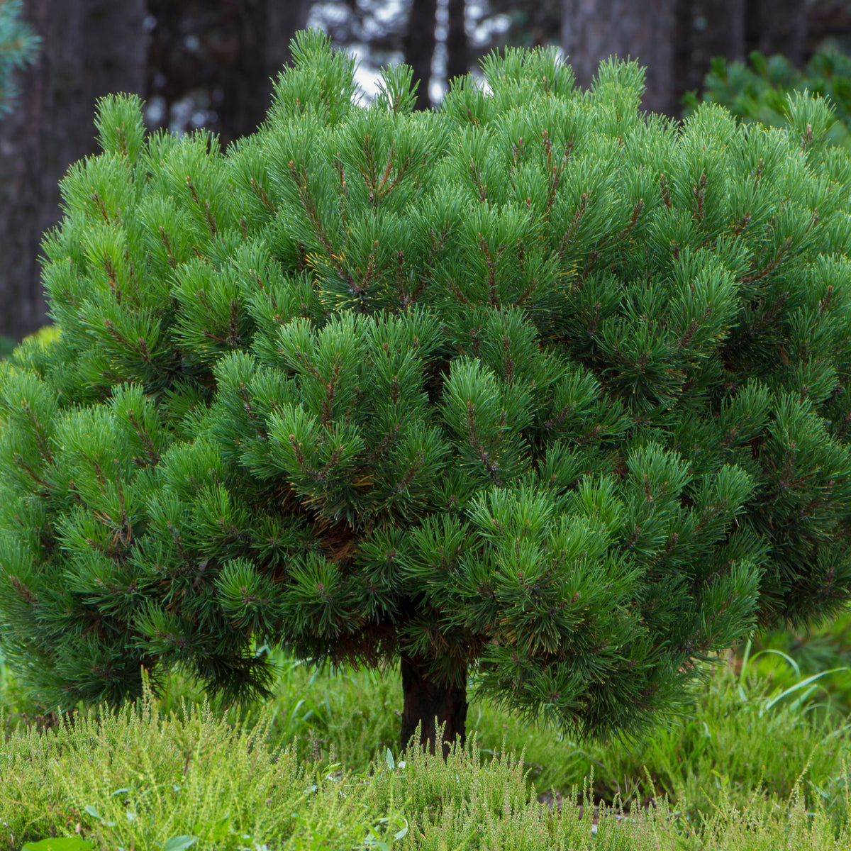 Pin des montagnes - Pinus mugo - Willemse