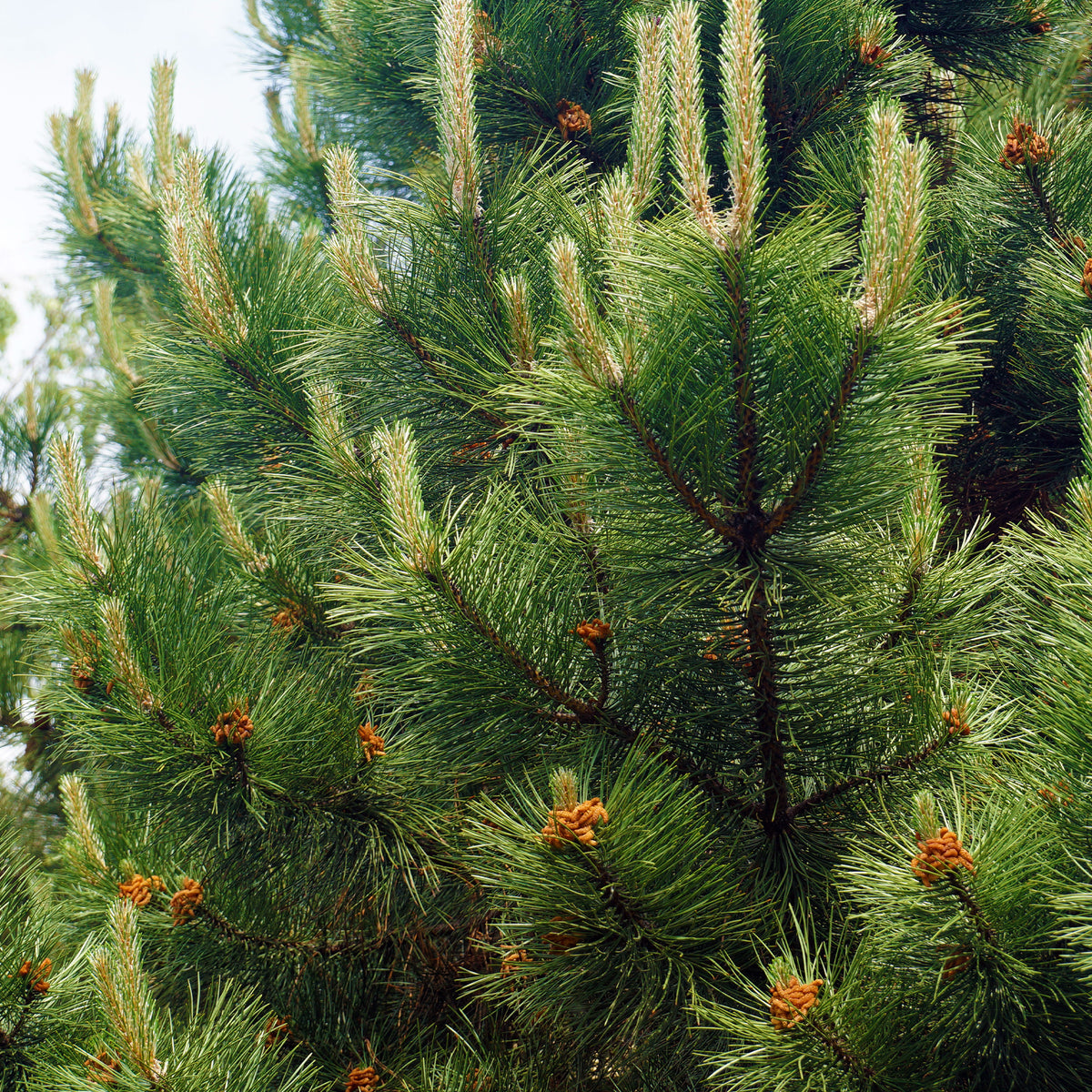 Pin noir d'Autriche - Pinus nigra nigra - Willemse