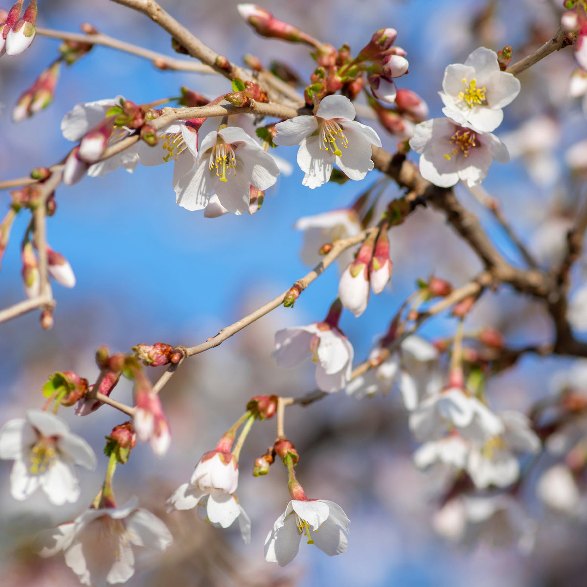 Cerisier à fleur du Japon Kojo-No-Mai - Willemse