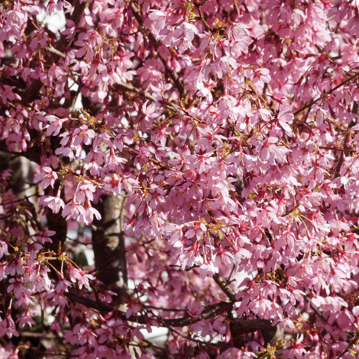 Cerisier à fleur du Japon nain Paean - Prunus incisa Paean - Willemse