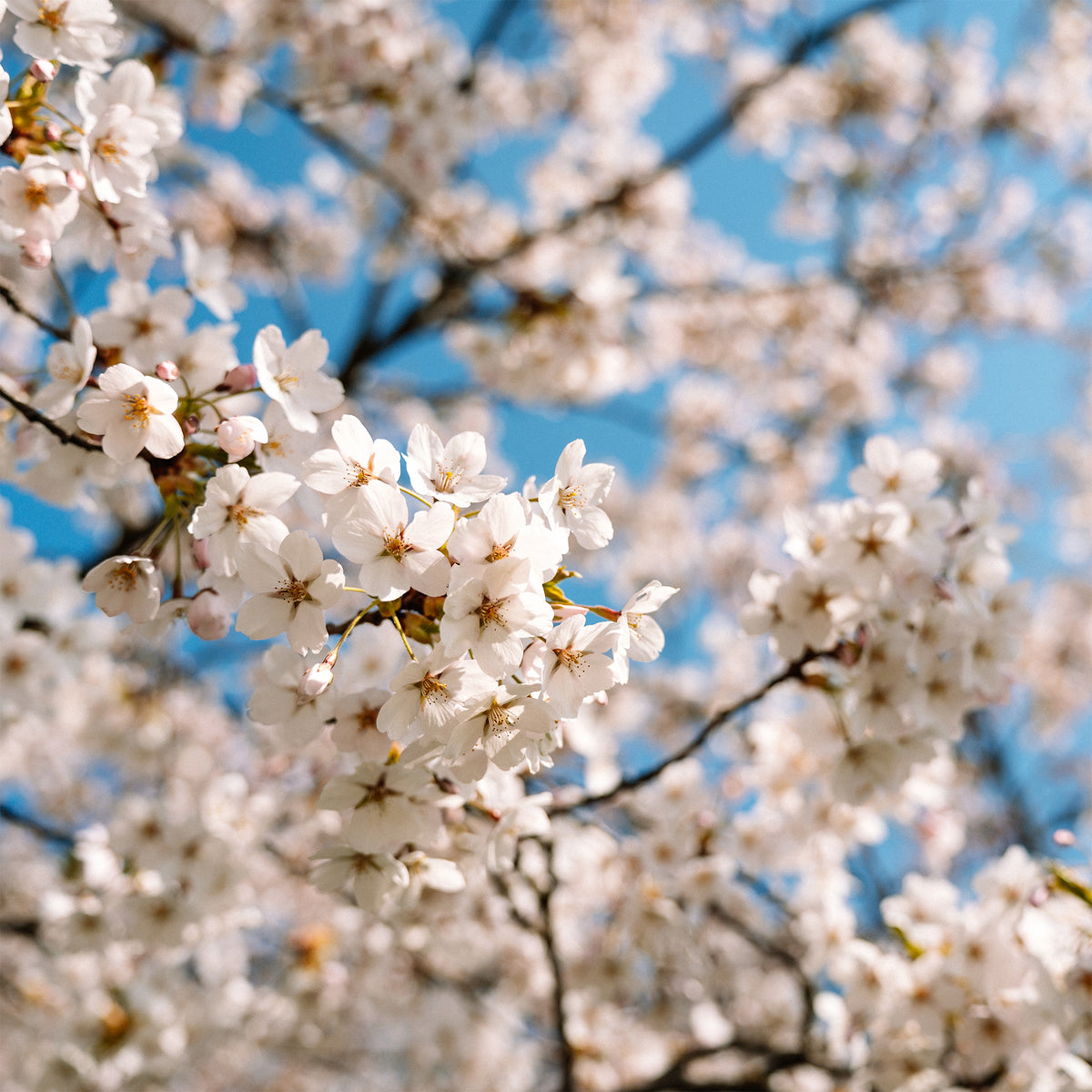 Cerisier à fleurs du Japon Brillant - Willemse