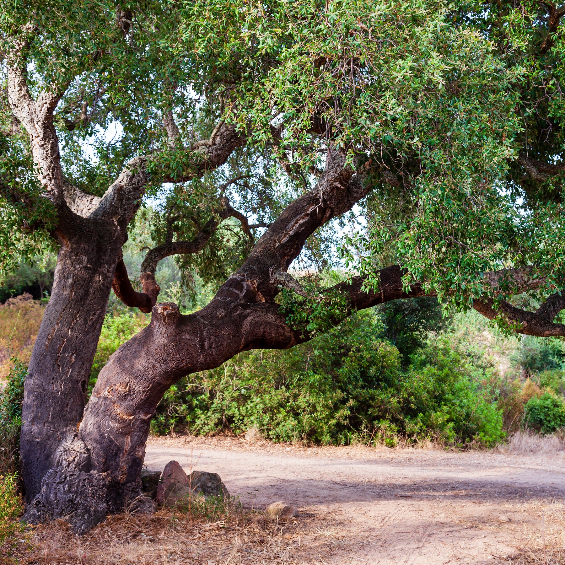 Chêne - Chêne-liège - Quercus suber