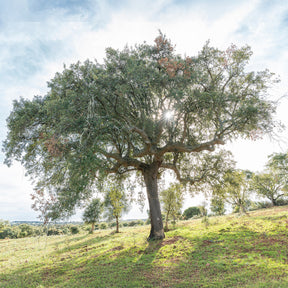 Quercus suber - Chêne-liège - Chêne