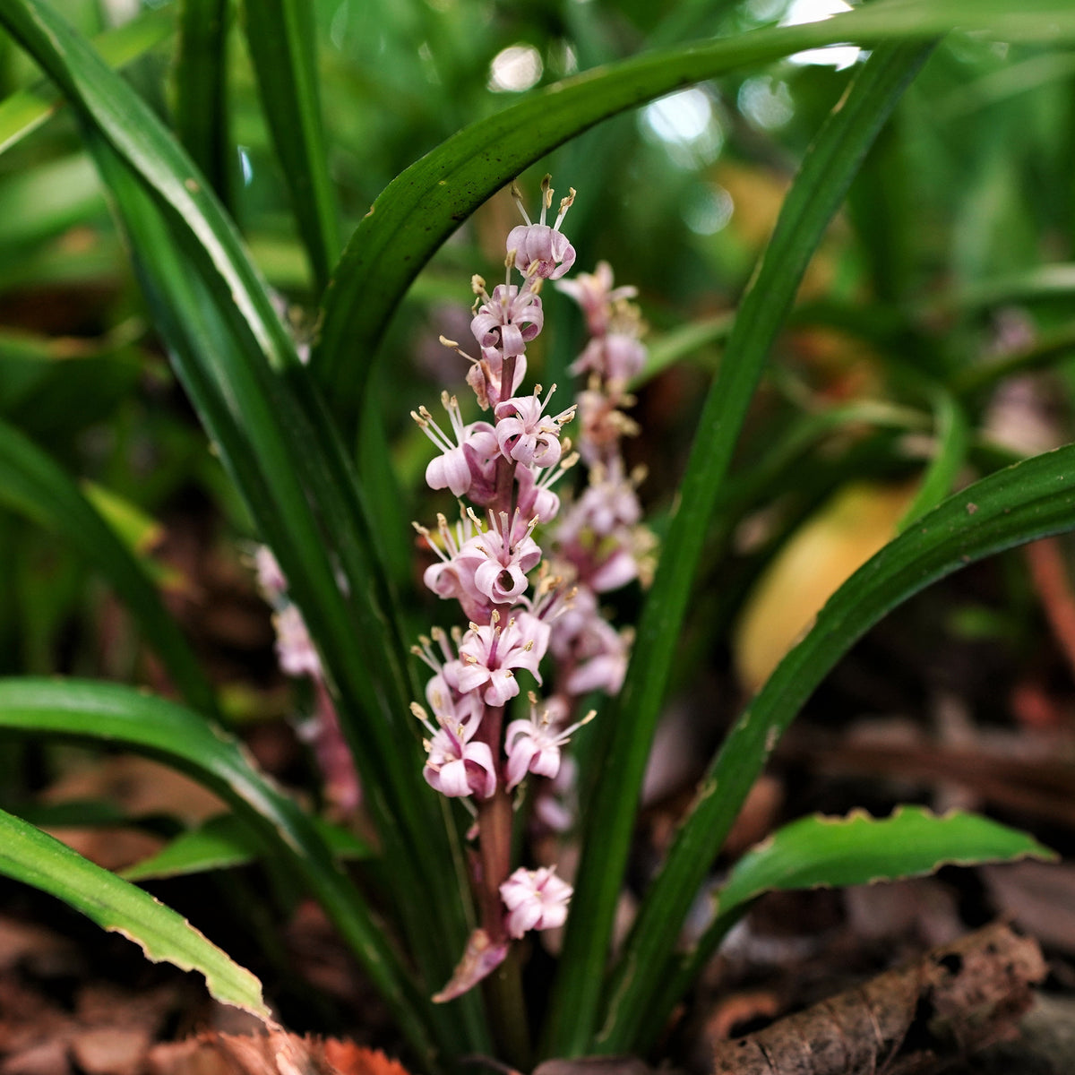 Muguet de Chine - Willemse