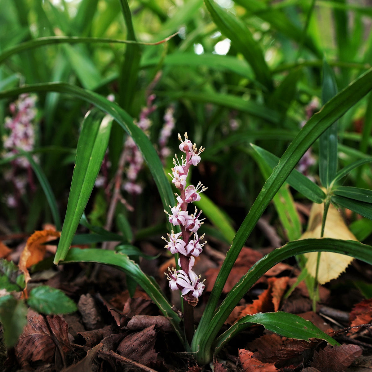 Muguet de Chine - Reineckea carnea - Willemse