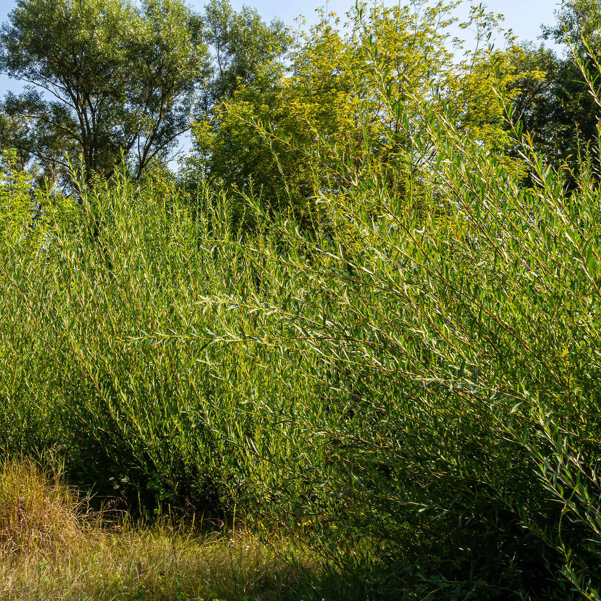 Osier pourpre - Willemse