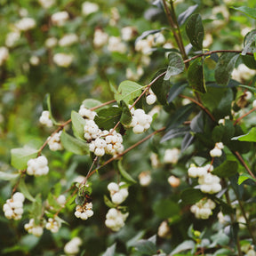 Symphoricarpos doorenbosii White Hedge - Symphorine White Hedge - Symphorine