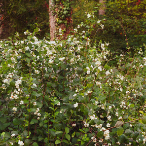 Symphorine White Hedge - Symphoricarpos doorenbosii White Hedge - Willemse