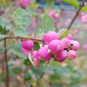 Symphoricarpos Sofie - Symphorine Sofie - Symphorine