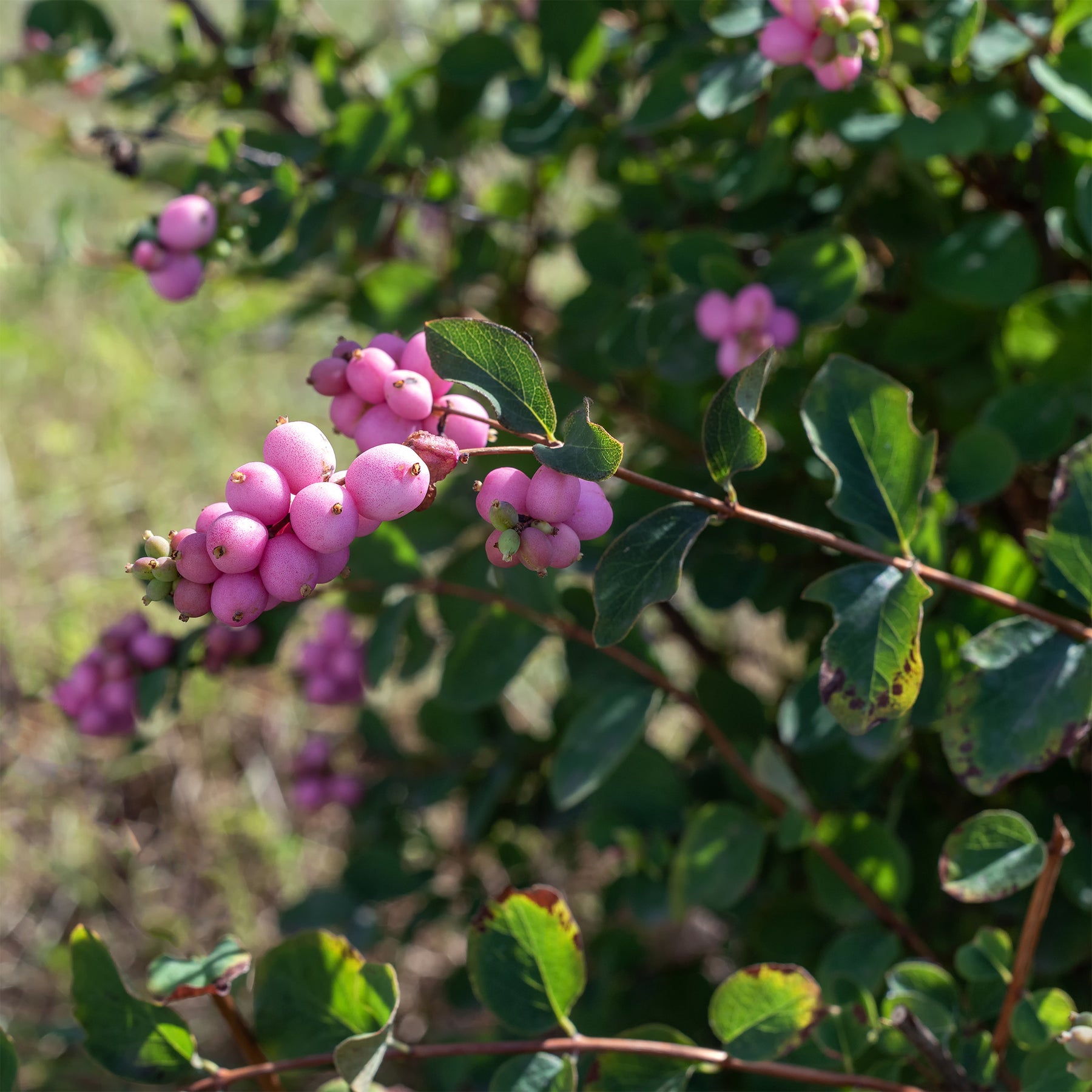 Symphorine Sofie - Symphoricarpos Sofie - Willemse