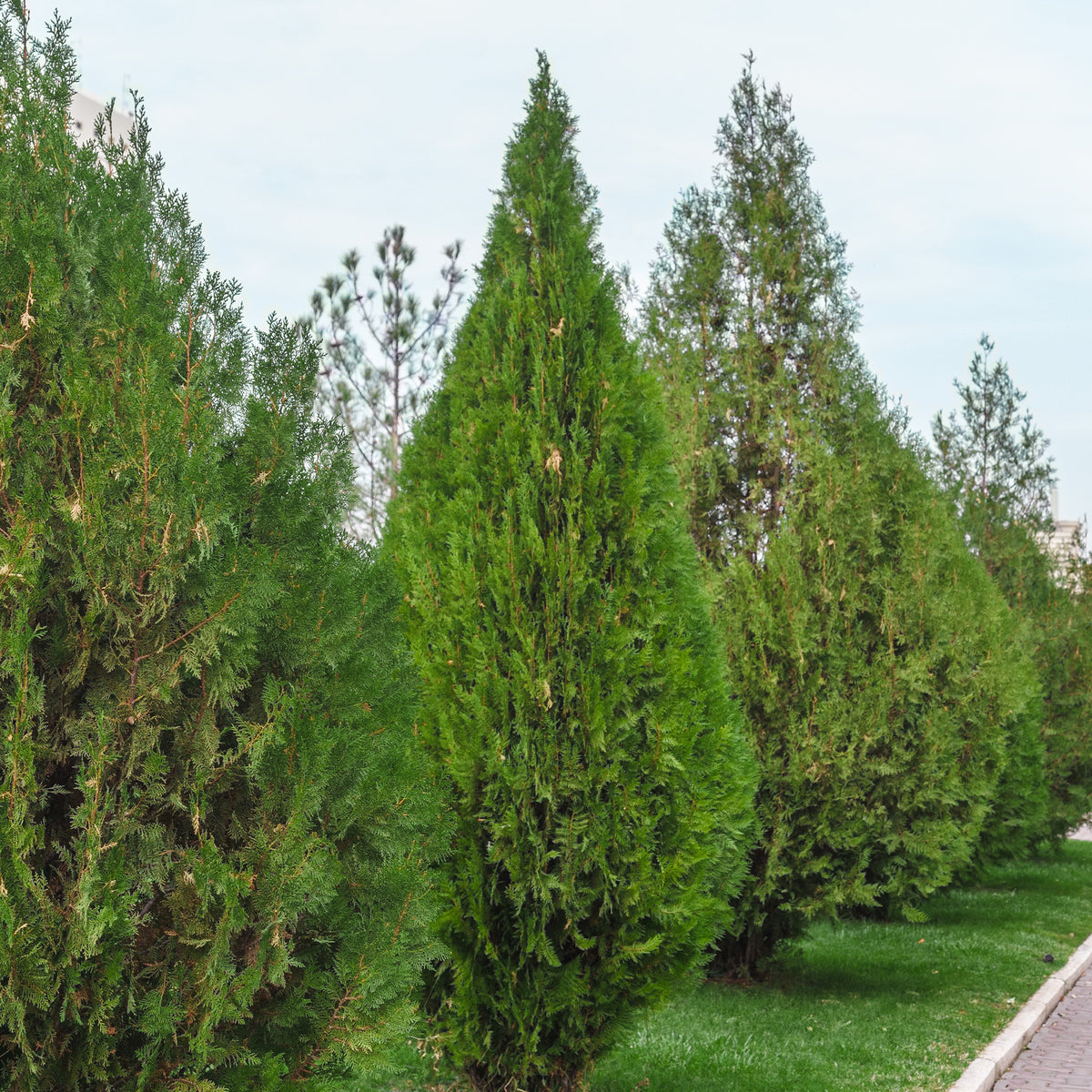 Thuja d'occident Brabant - Willemse