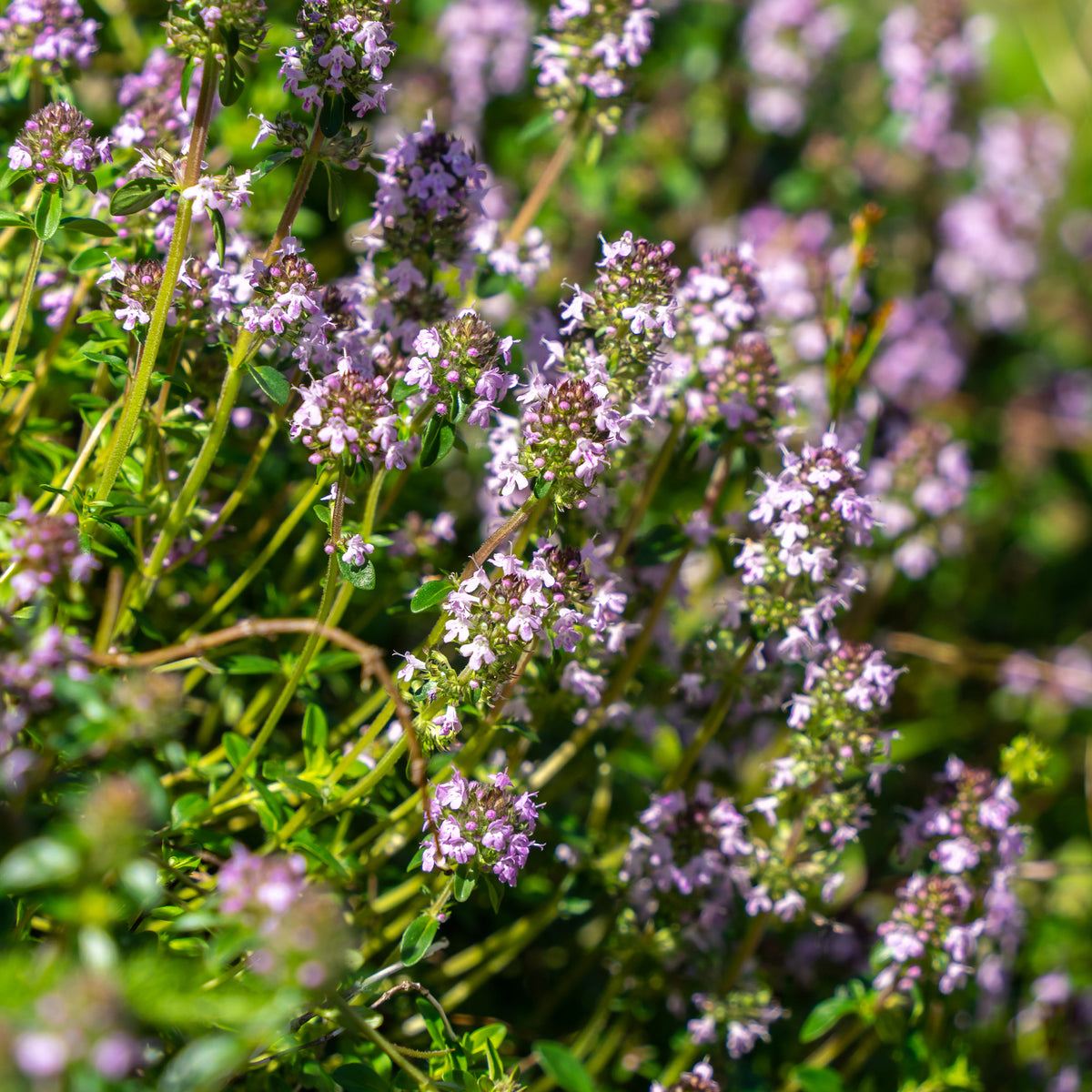 Thym serpolet - Thymus serpyllum - Willemse