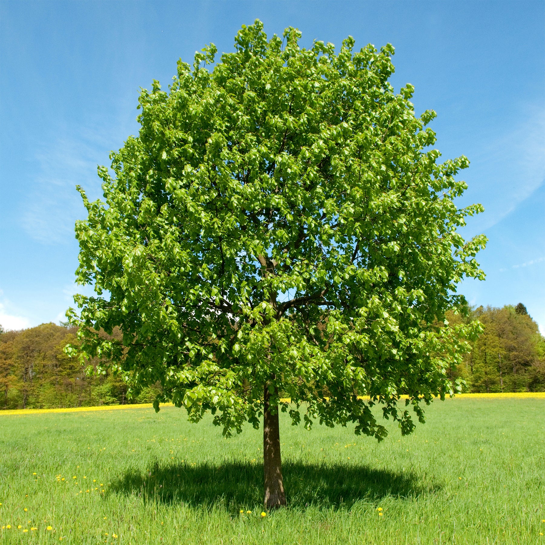 Tilleul à grandes feuilles - Tilia platyphyllos - Willemse