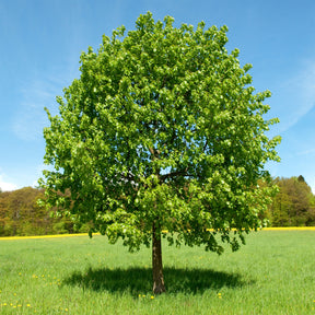 Tilleul à grandes feuilles - Tilia platyphyllos - Willemse