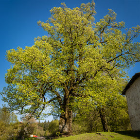 Vente Tilleul à grandes feuilles - Tilia platyphyllos