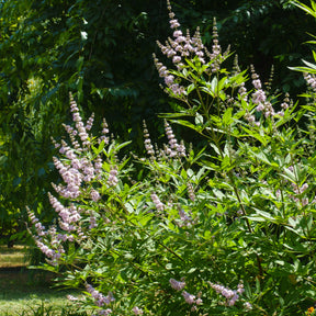 Vitex agnus-castus Pink Pinnacle - Gatellier nain Pink pinnacle - Gattilier - Vitex