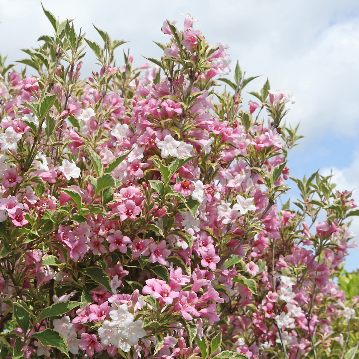 Weigélia florida Variegata - Willemse