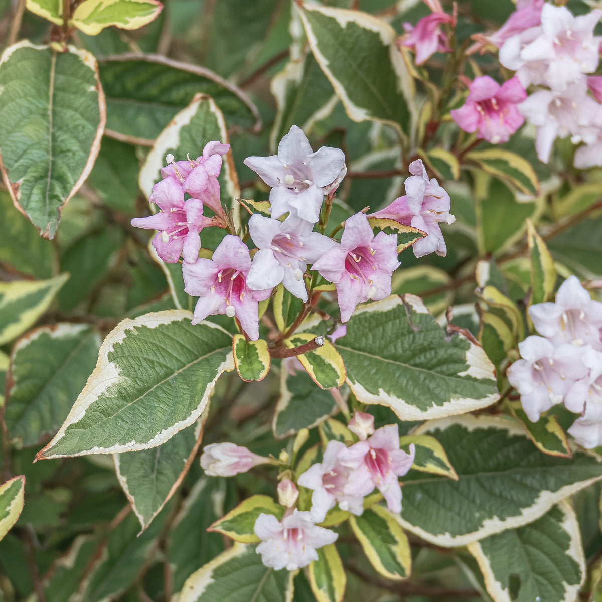 Weigélia florida Variegata - Weigela florida Variegata - Willemse