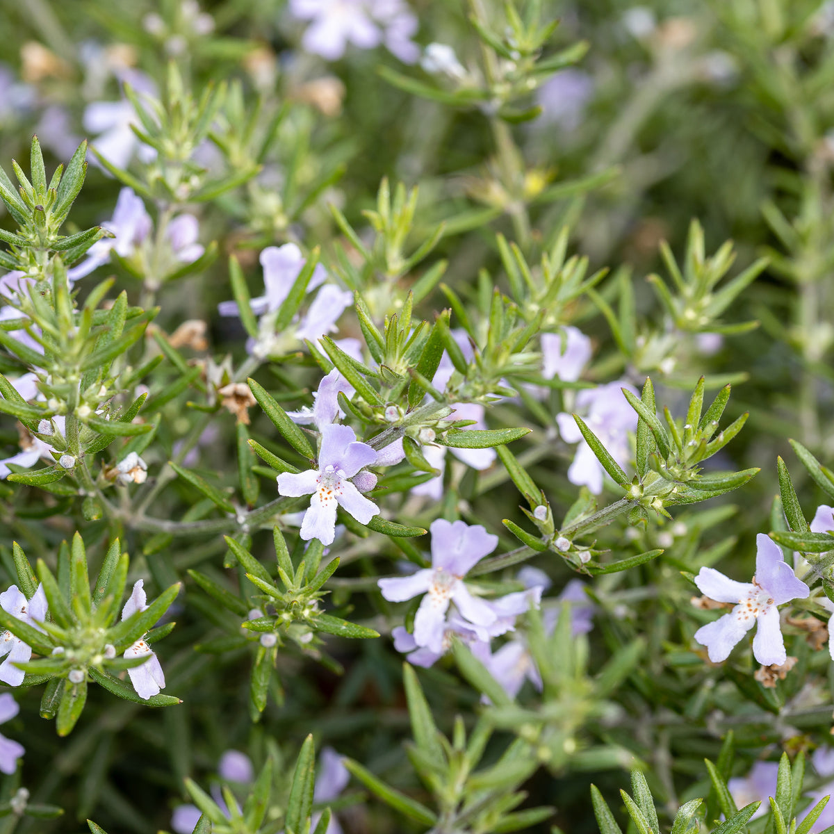 Romarin d'Australie - Westringia fruticosa - Willemse