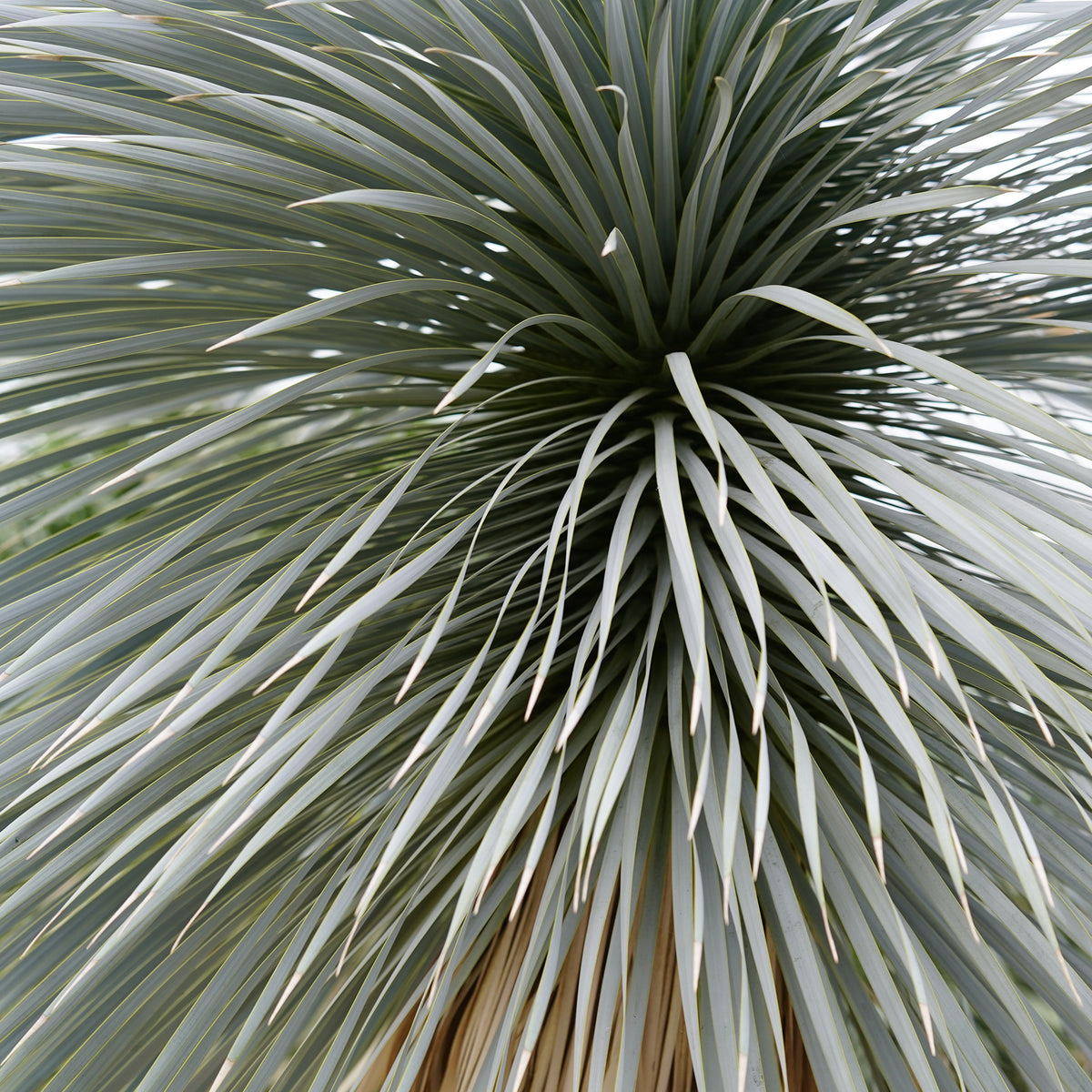 Yucca bleu - Yucca rostrata - Willemse