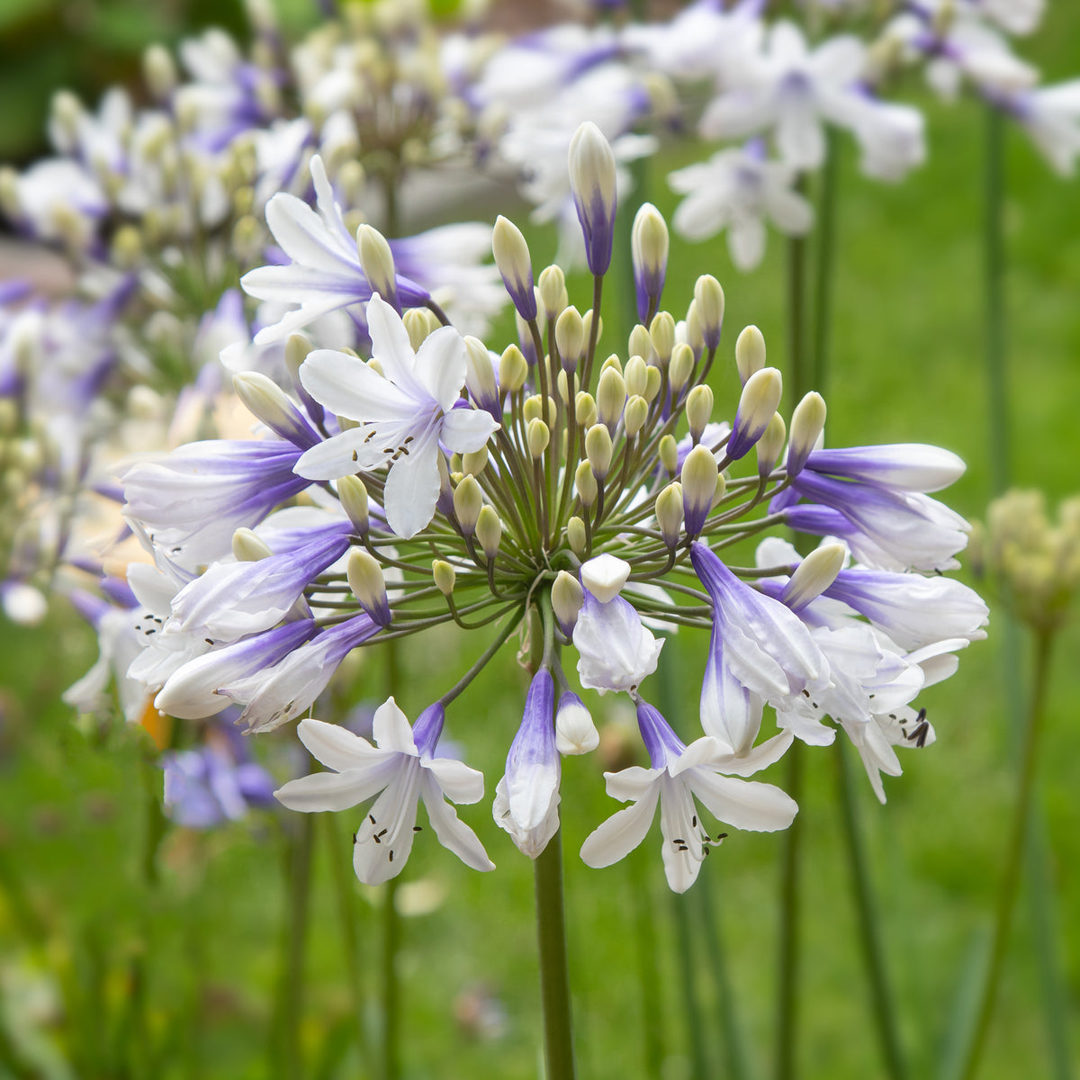 Agapanthe à grandes fleurs Queen Mum - Willemse