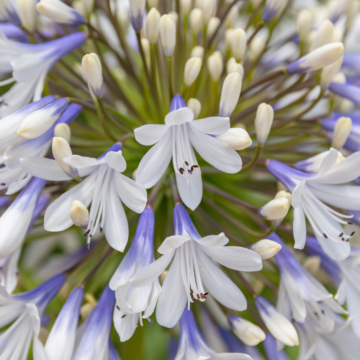 Agapanthe à grandes fleurs Queen Mum - Agapanthus Queen Mum - Willemse