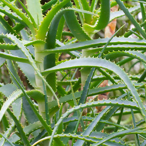 Aloès arborescent - Aloe arborescens - Willemse