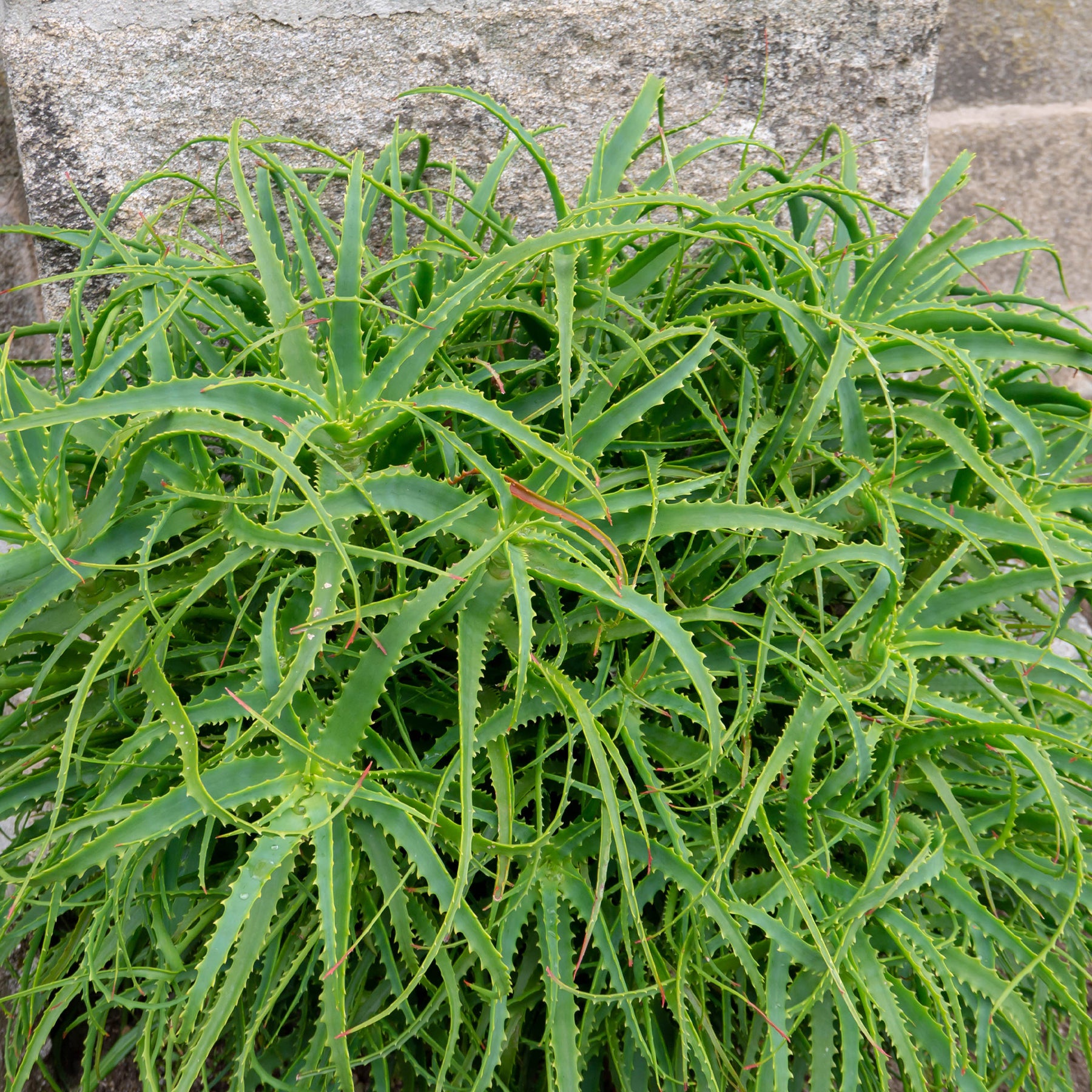 Vente Aloès arborescent - Aloe arborescens