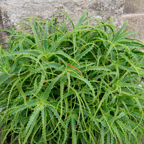 Vente Aloès arborescent - Aloe arborescens