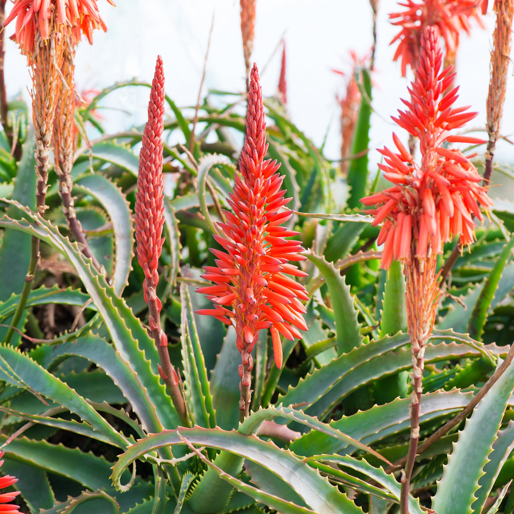 Aloe arborescens - Aloès arborescent - Aloe vera