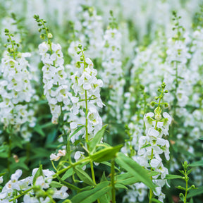 Angélonia blanche - Willemse