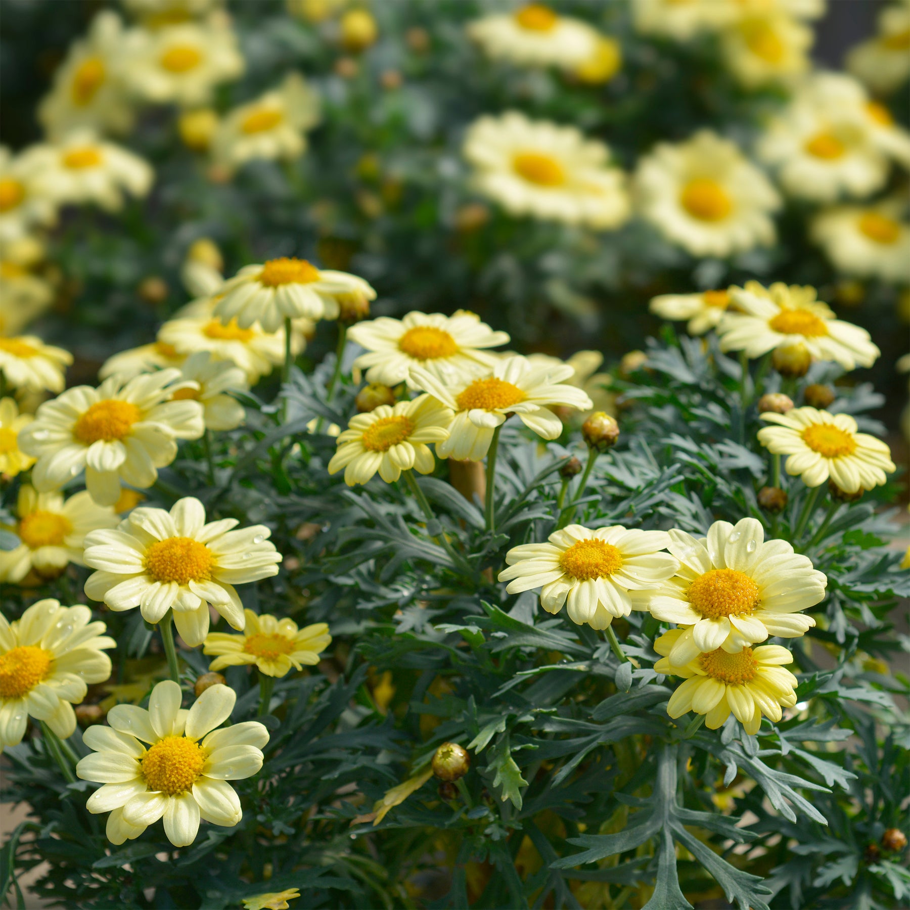 Anthémis Grandaisy ® Gold - Argyranthemum Grandaisy ® Gold - Willemse